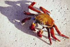 land-crab