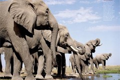 saidaonline-elephants