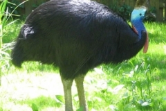 cassowary اخطر طيور العالم1