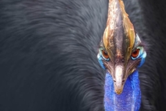cassowary اخطر طيور العالم2