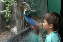 cassowary اخطر طيور العالم4