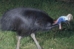 cassowary اخطر طيور العالم5