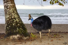 cassowary اخطر طيور العالم6