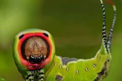 عالم الحشرات الجميلة2