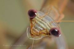 عالم الحشرات الجميلة10
