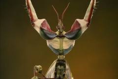 عالم الحشرات الجميلة14