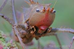 عالم الحشرات الجميلة15