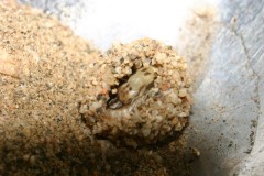 نملة النمر (حشرة غريبة) Antli4