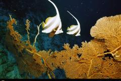بانوراما تحت  الماء