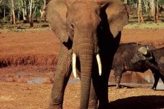 فيل  Elephant 12