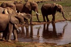 فيل  Elephant 13