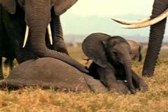 فيل  Elephant 1