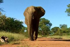 فيل  Elephant 6