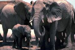 فيل  Elephant 9